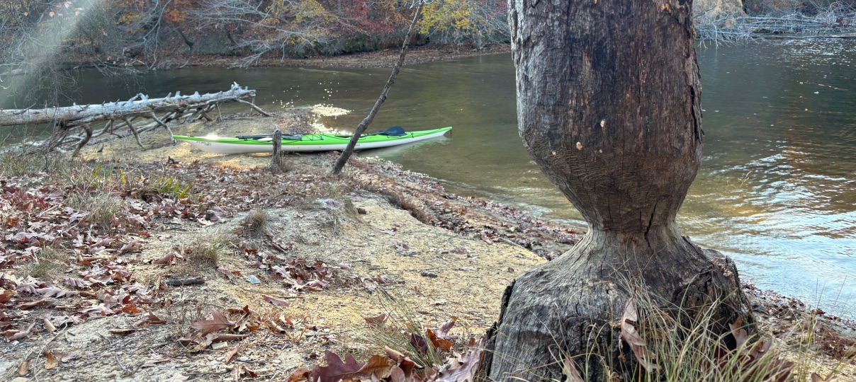 Belews Lake Day Paddle Yak NC